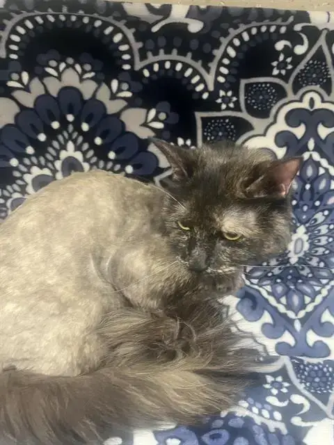 Padme