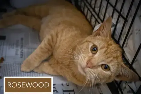 Rosewood photo 3