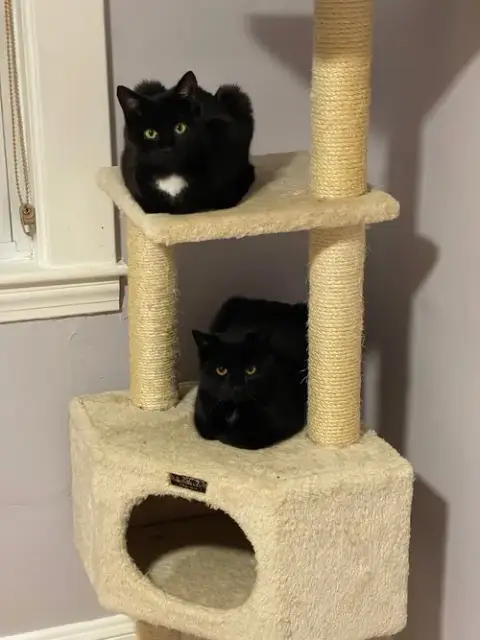 Bari And Gigi photo 2