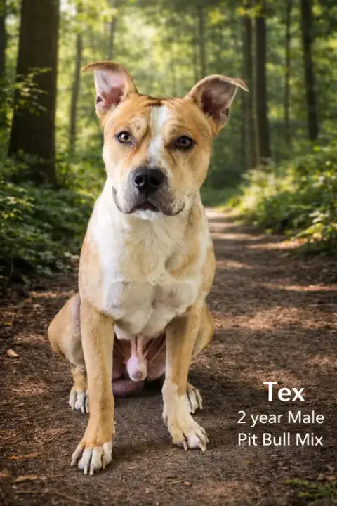 Tex  – 2 Year