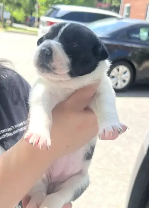 Momma Iris' Litter: Penny photo 2