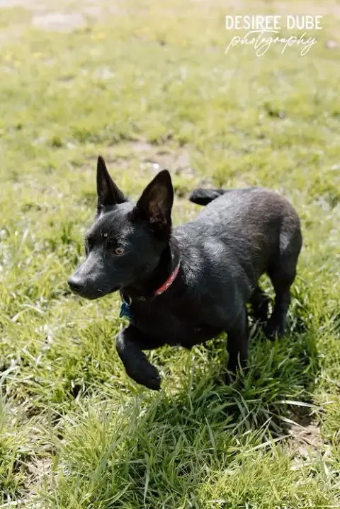 Glory Puppy