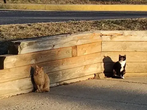 Barn Home Cats photo 4