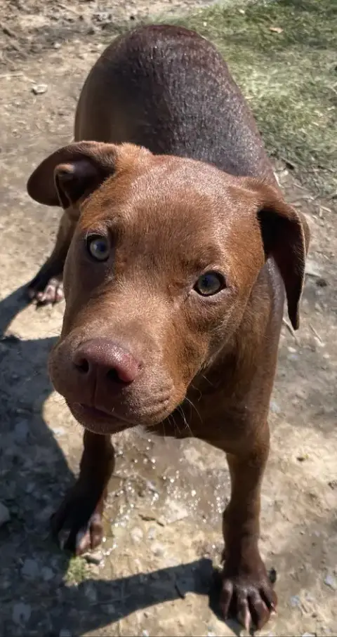 Java