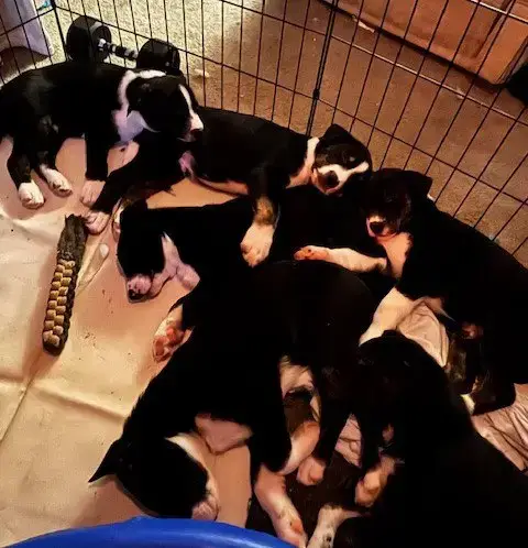 O Jay Puppies
