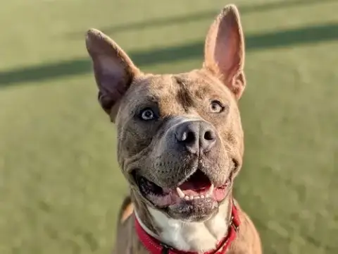 Pupperonie