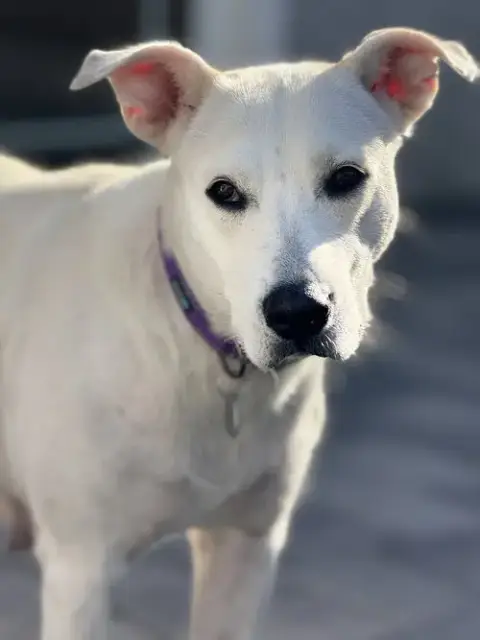 Willow photo 2