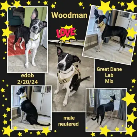 Woodman photo 3
