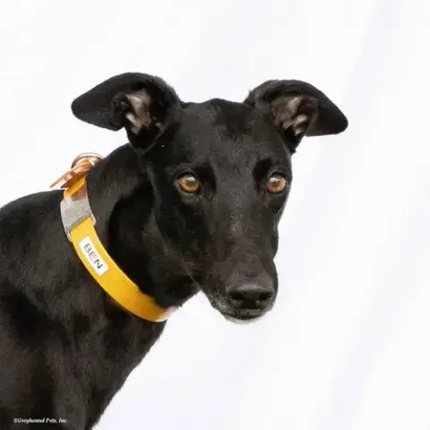 Ben