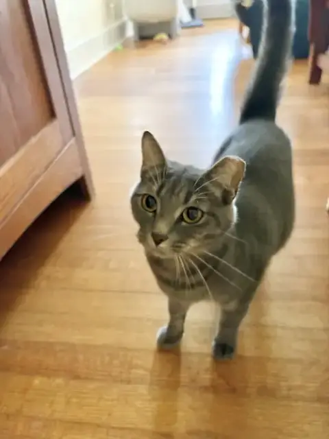 Gracie