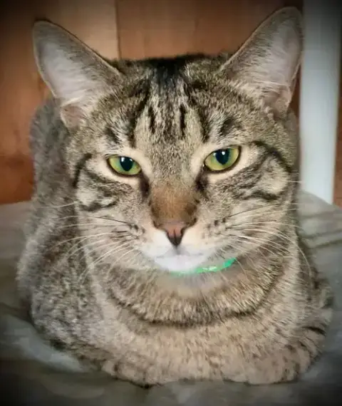 Zeeria