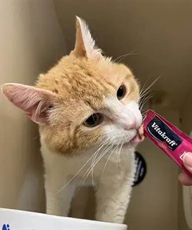 Air Freshener