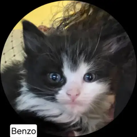 Benzo photo 2