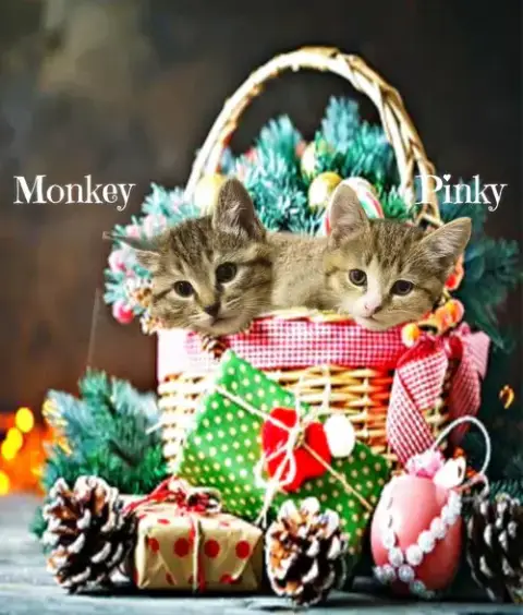 Monkey *Kitten* photo 2
