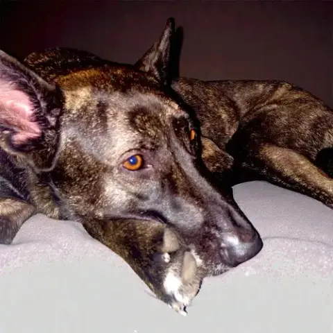 Kota