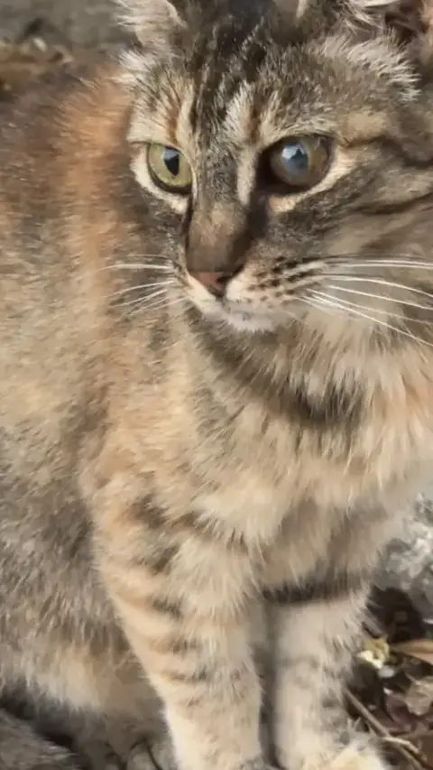Tia