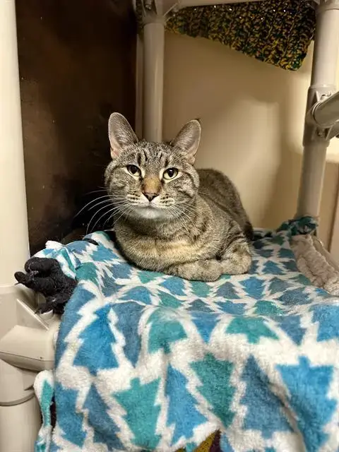 Kit