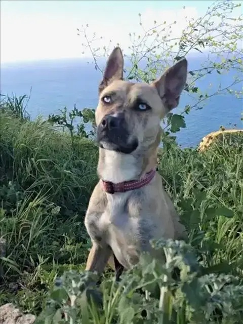 Amelia