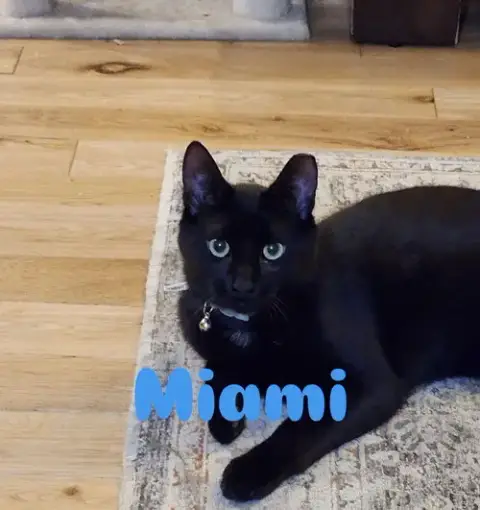 Miami photo 4