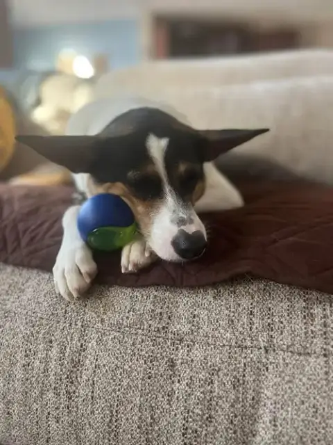 Mochi photo 3