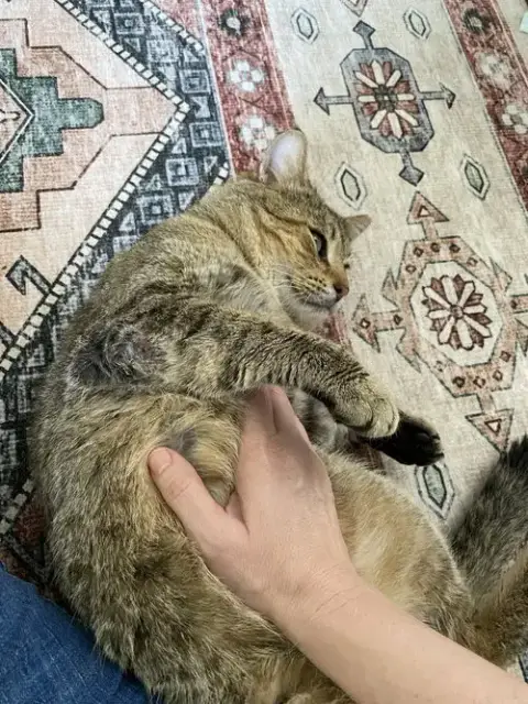 Kitty Cent photo 4