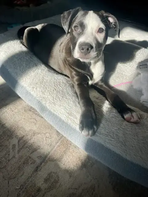 Charlie photo 2