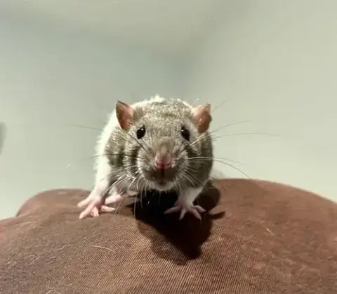 Alvin