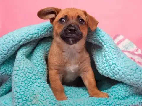 Fruit Stripe Gum photo 5