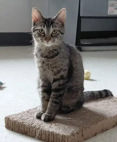 Miranda