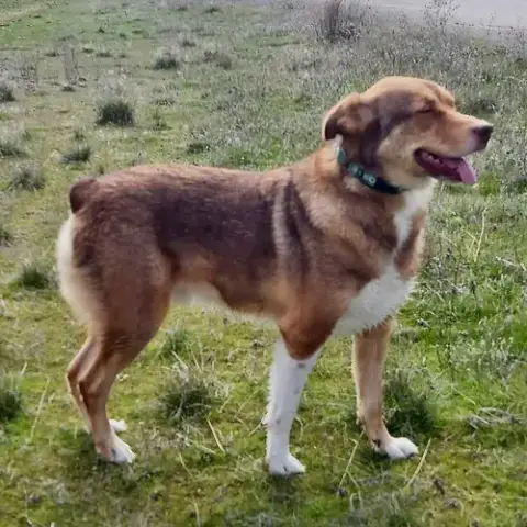 Scout photo 3