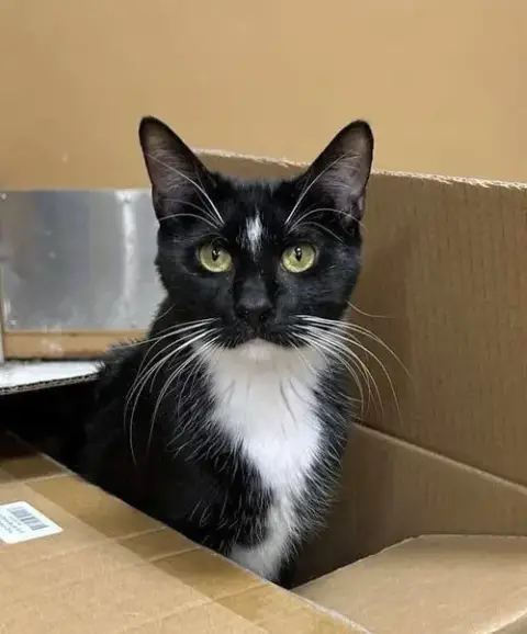 Sylvester