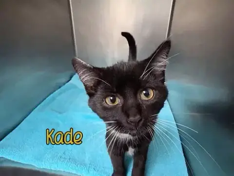 Kade photo 2