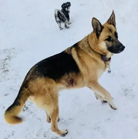 Alan