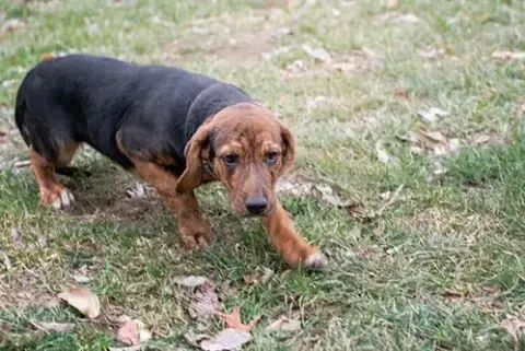 Pepa