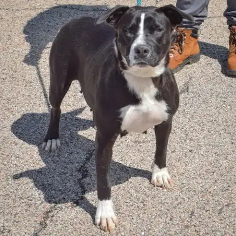 Molly photo 3