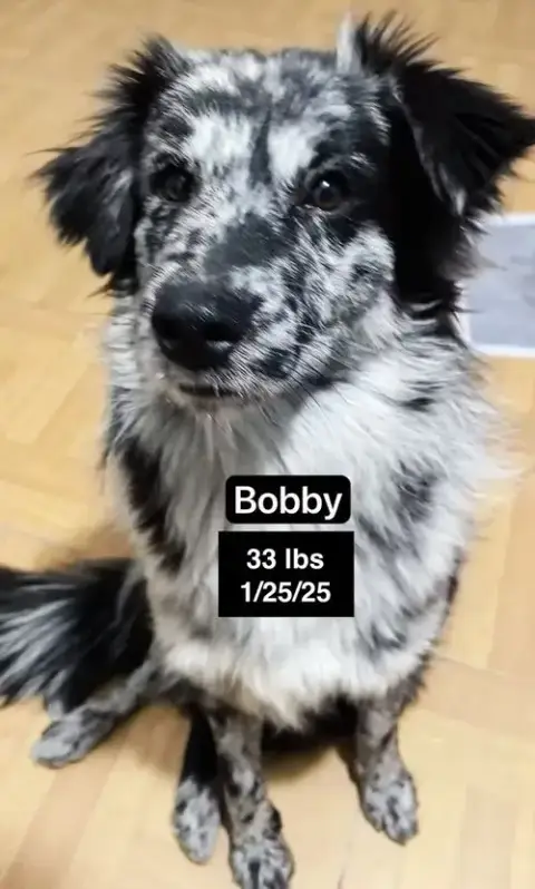 Bobby photo 4