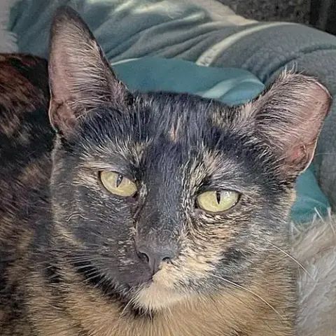 Hazel