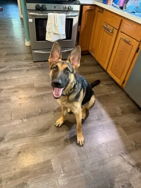 Maximus