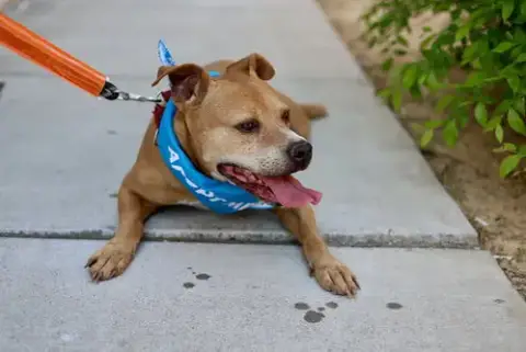 Bubba