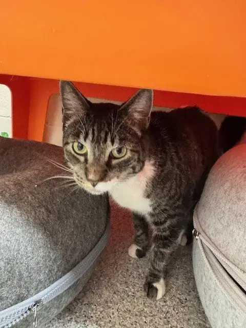 Nala