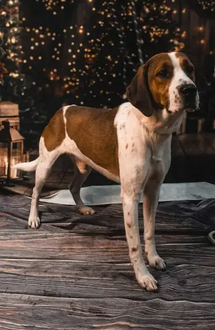 Roscoe photo 4