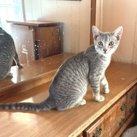 Moe