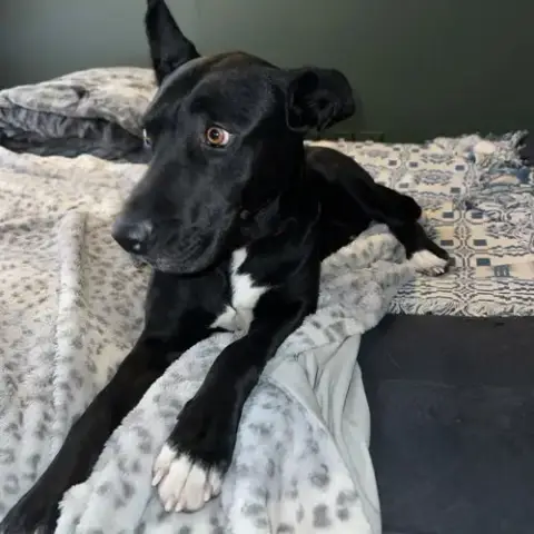 Nyx