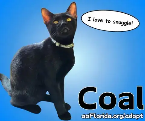 Coal photo 3