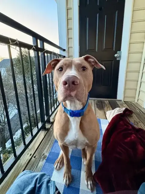 Milo