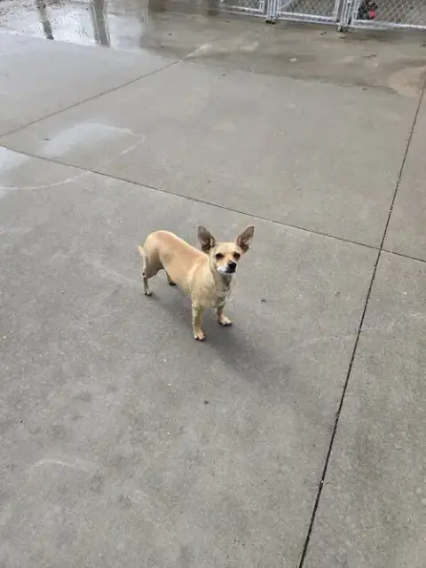 Taco
