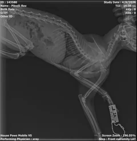 Rex photo 3