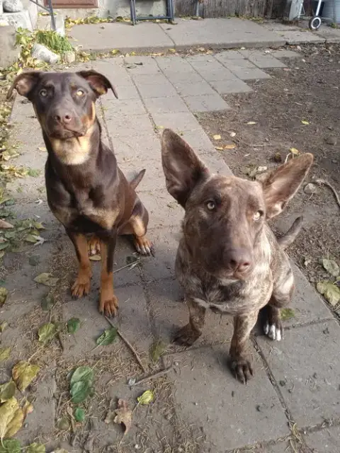 Dobie photo 2