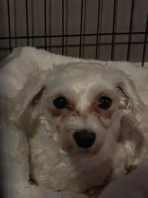 Fifi photo 4