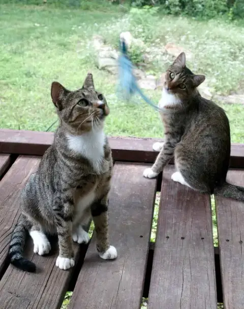 Chalky And Rusti photo 2